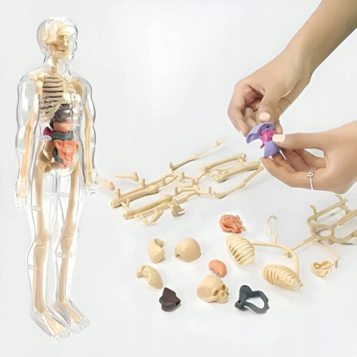 Edukacinis 3D žmogaus kūno anatominis modelis: skeletas ir organai, Hard-er