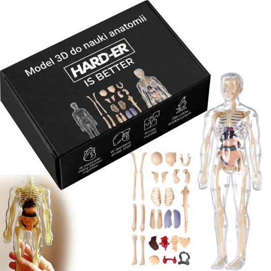 Edukacinis 3D žmogaus kūno anatominis modelis: skeletas ir organai, Hard-er