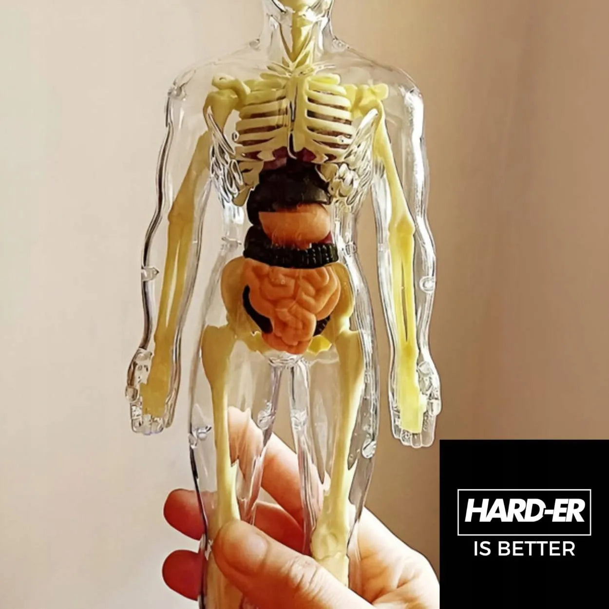 Edukacinis 3D žmogaus kūno anatominis modelis: skeletas ir organai, Hard-er