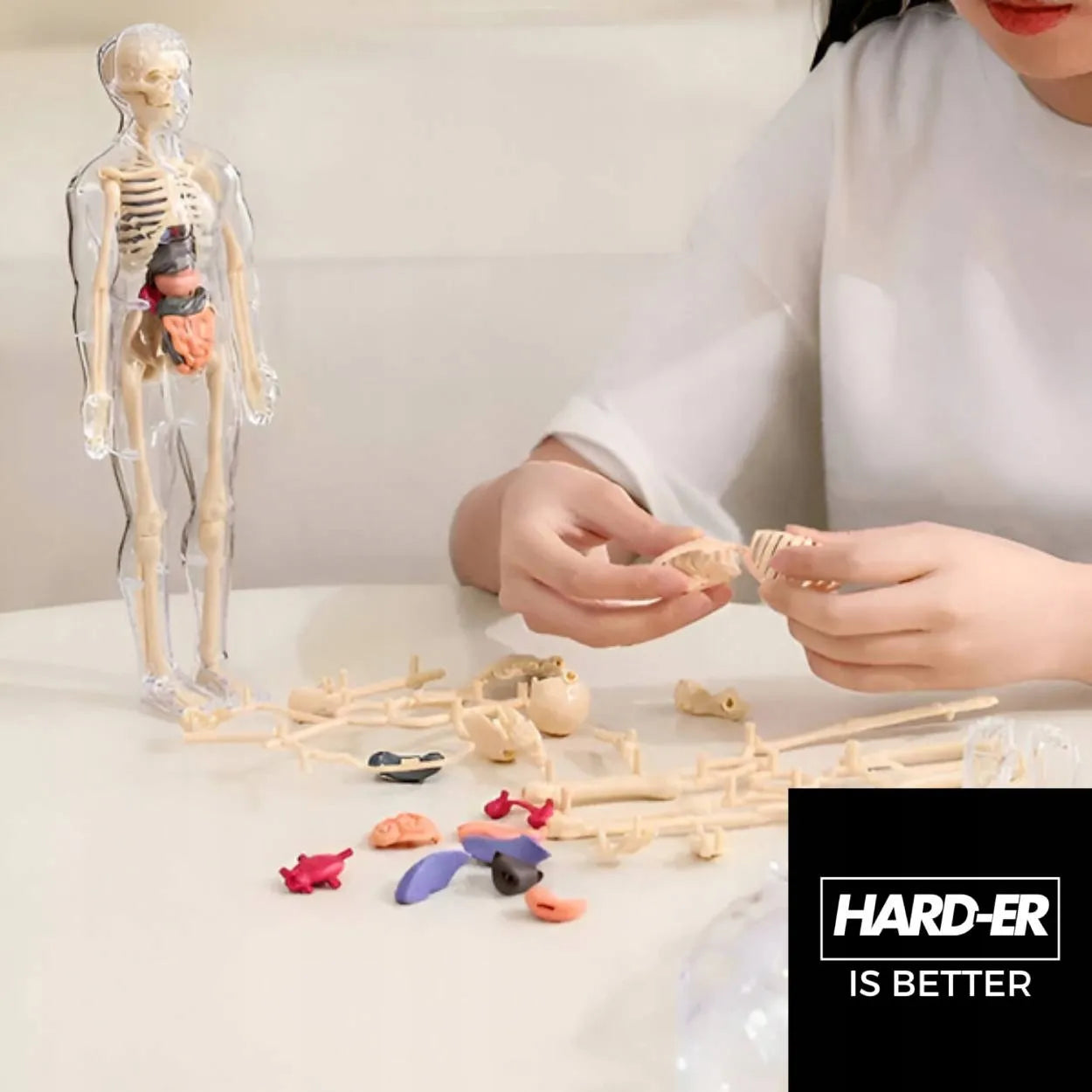Edukacinis 3D žmogaus kūno anatominis modelis: skeletas ir organai, Hard-er