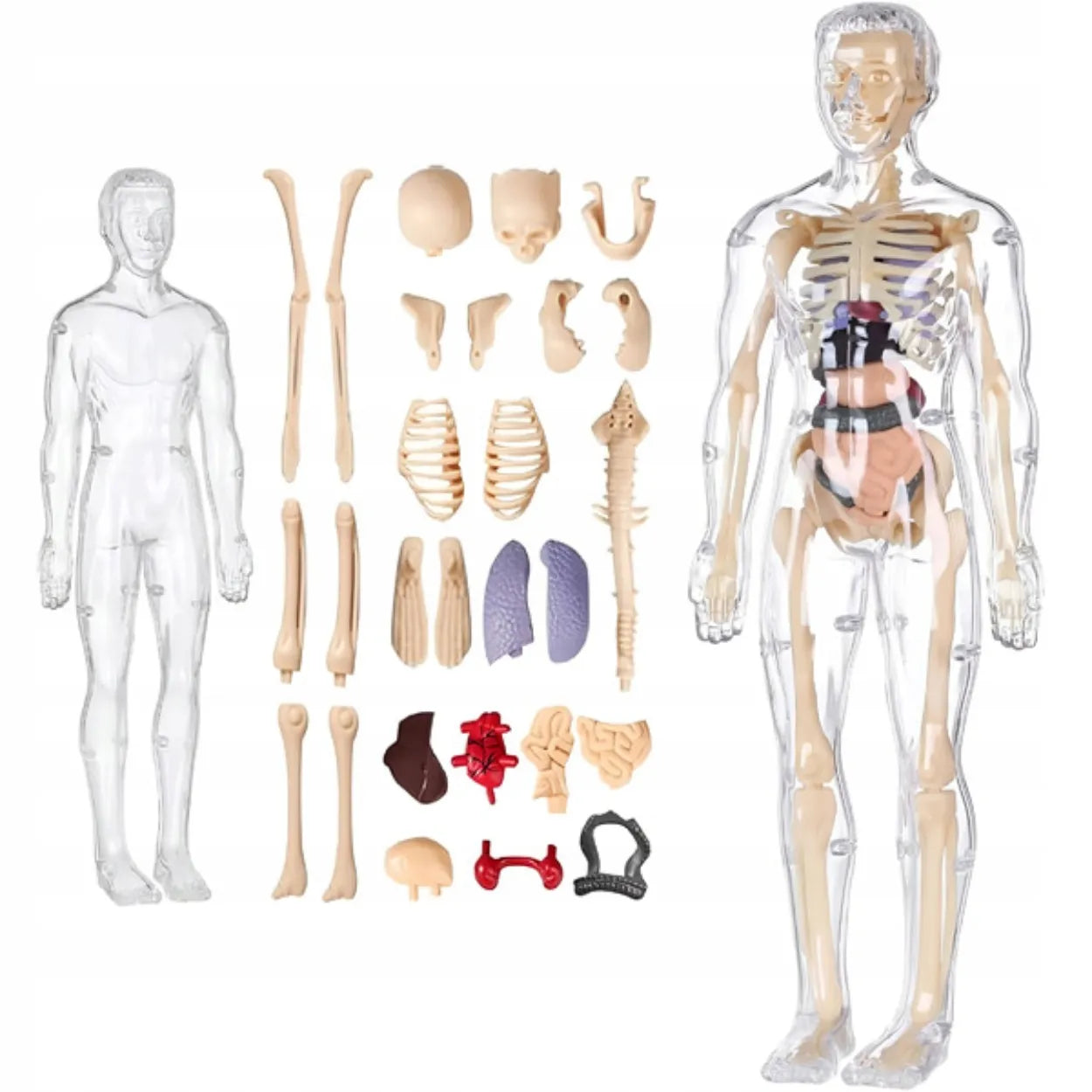 Edukacinis 3D žmogaus kūno anatominis modelis: skeletas ir organai, Hard-er