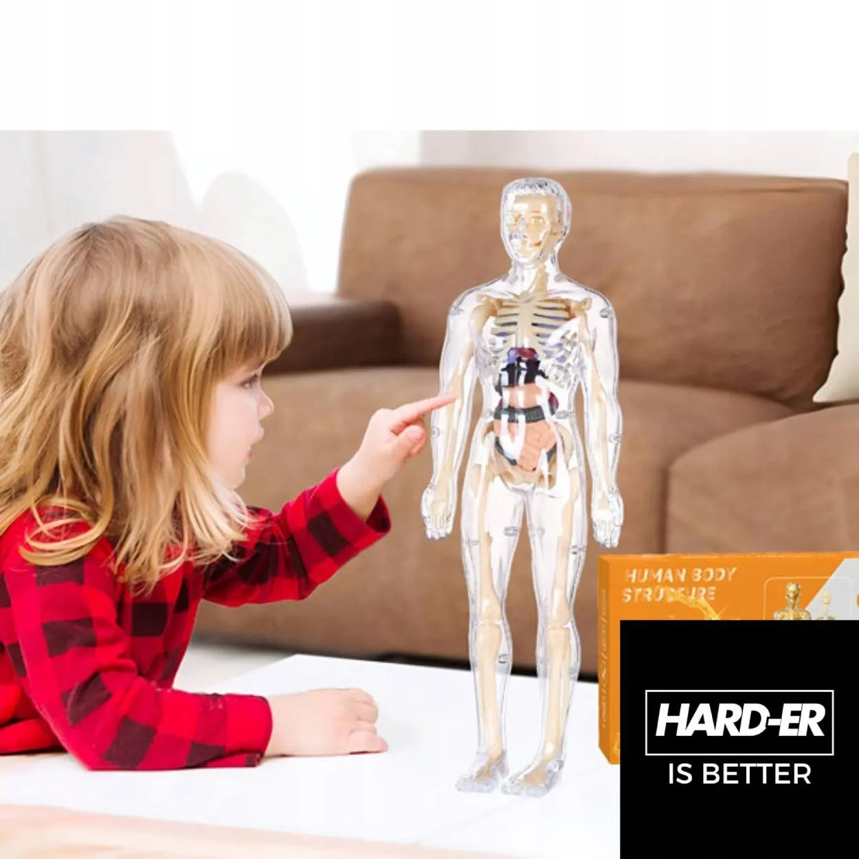 Edukacinis 3D žmogaus kūno anatominis modelis: skeletas ir organai, Hard-er