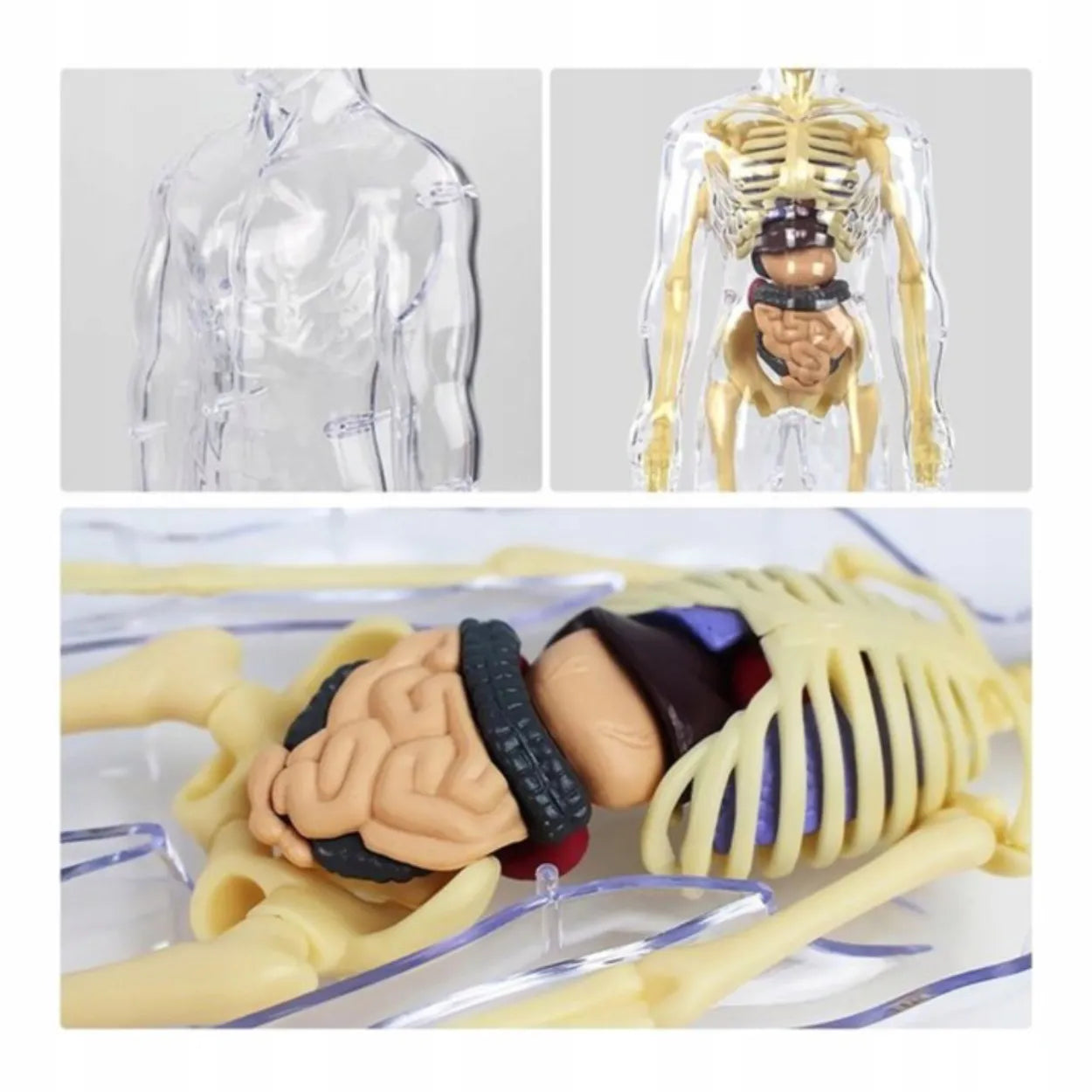Edukacinis 3D žmogaus kūno anatominis modelis: skeletas ir organai, Hard-er
