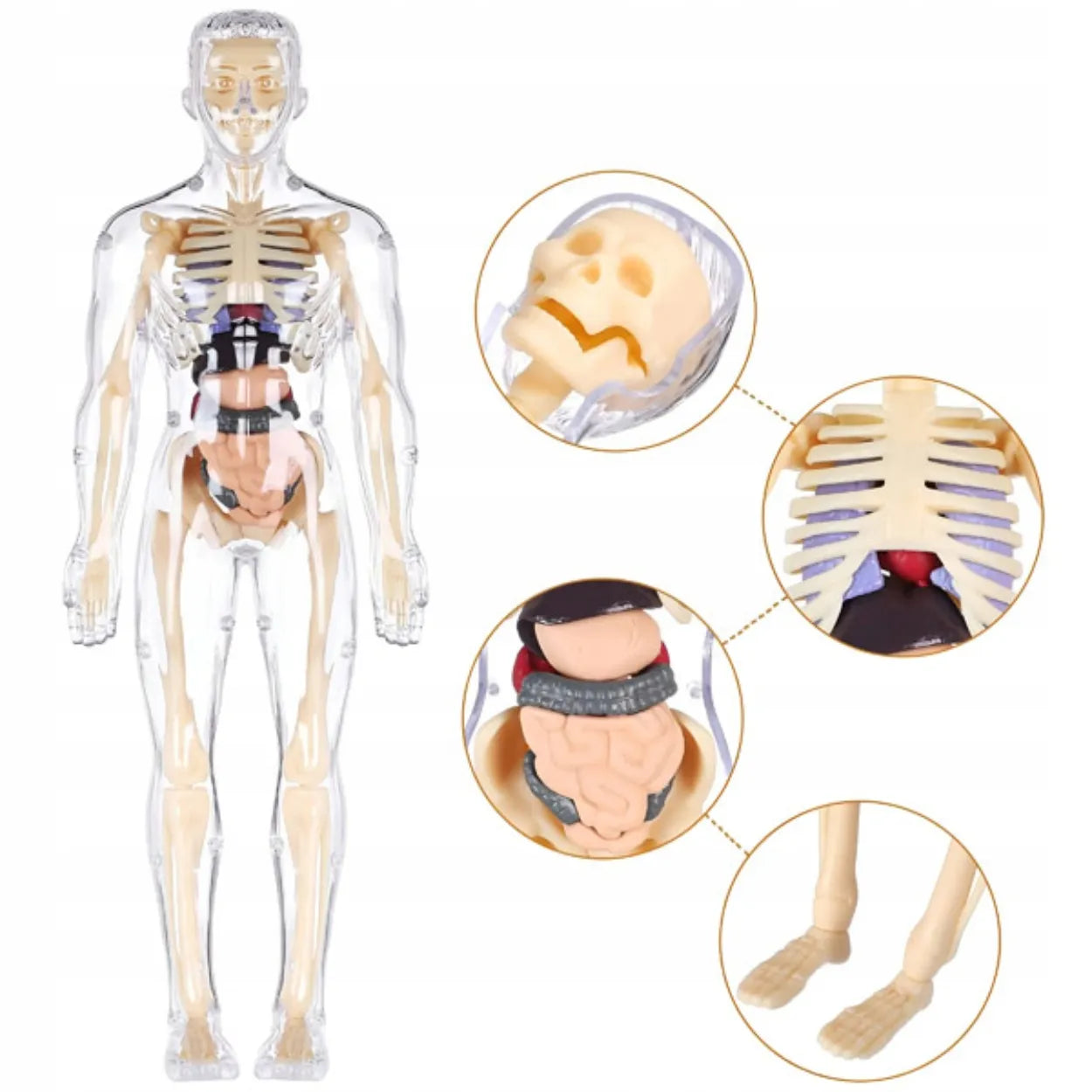 Edukacinis 3D žmogaus kūno anatominis modelis: skeletas ir organai, Hard-er